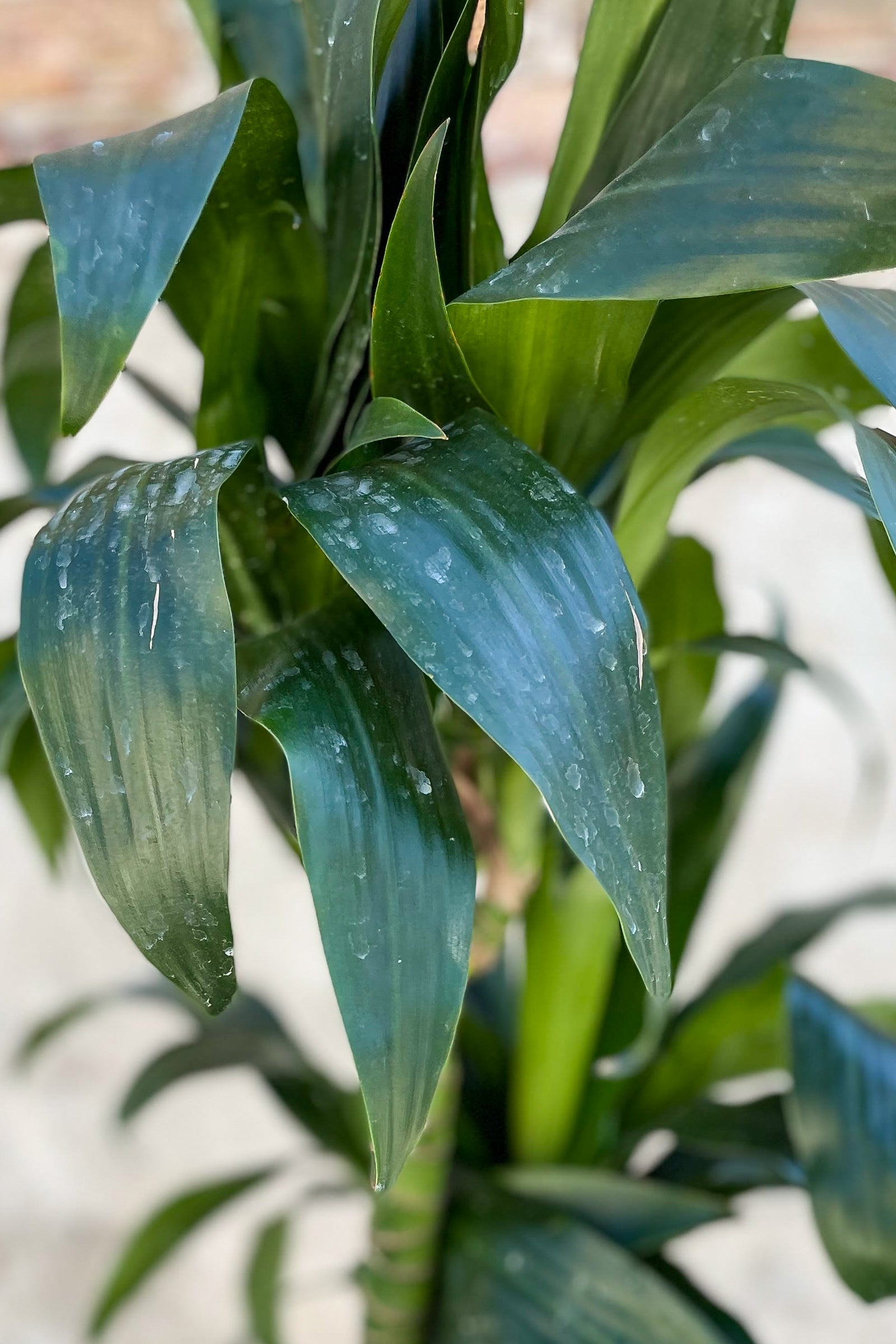 Dracaena 'Elegans' Staggered Cane 10