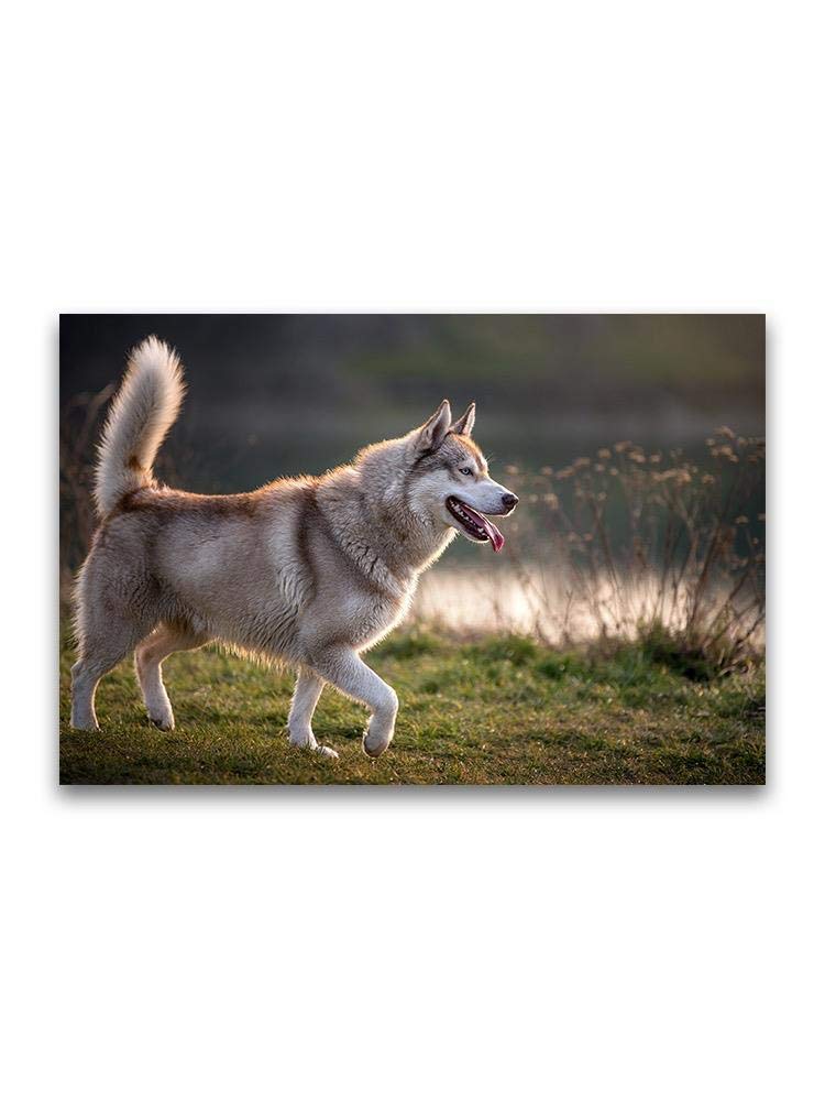 Husky Walking on Grass Wall Art Poster - Stunning Siberian Dog Print for Home, Office & Nursery Decor