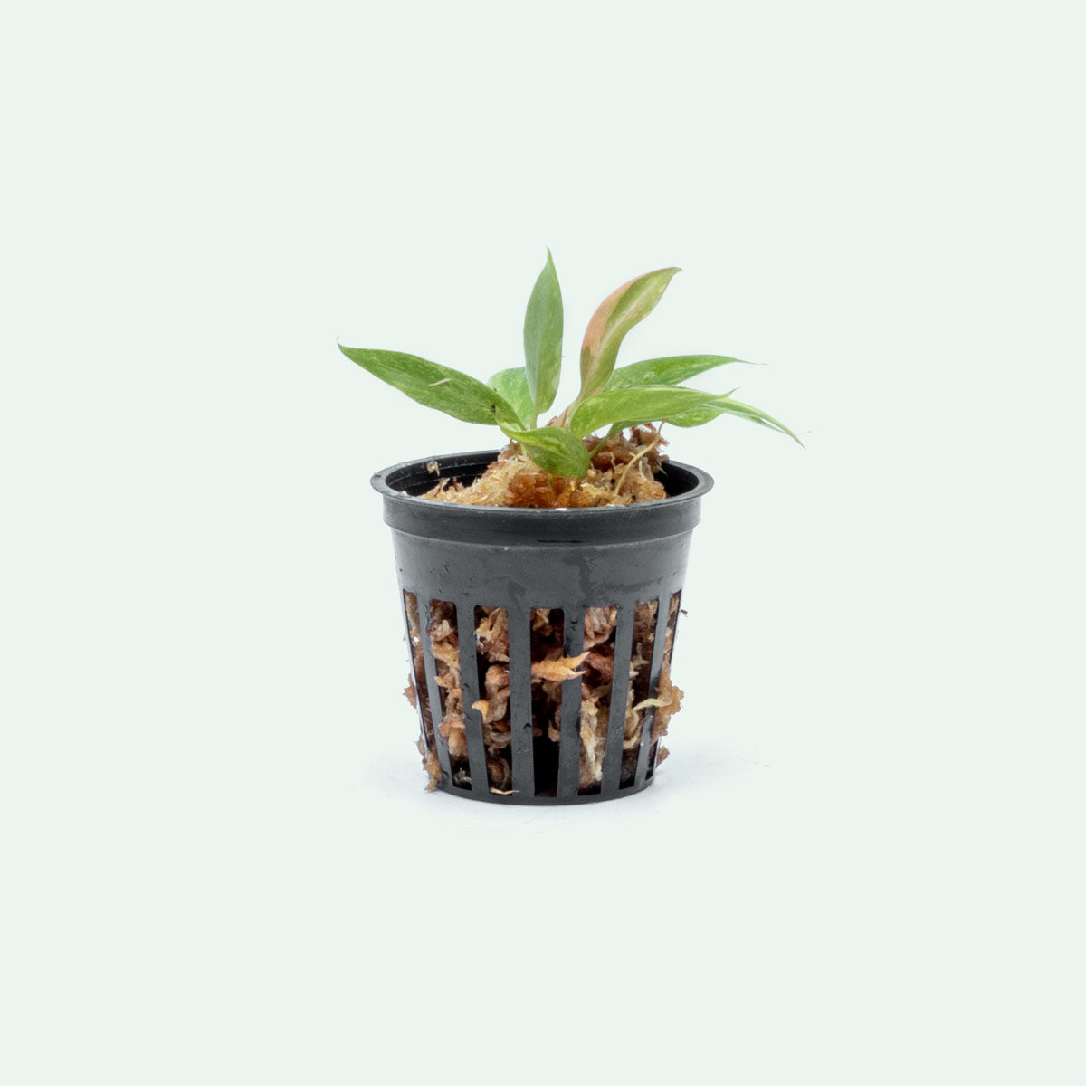 Philodendron Ring of Fire Bare Root Plant - Rare Variegated Tropical Houseplant for Home Decor, Office & Indoor Gardening