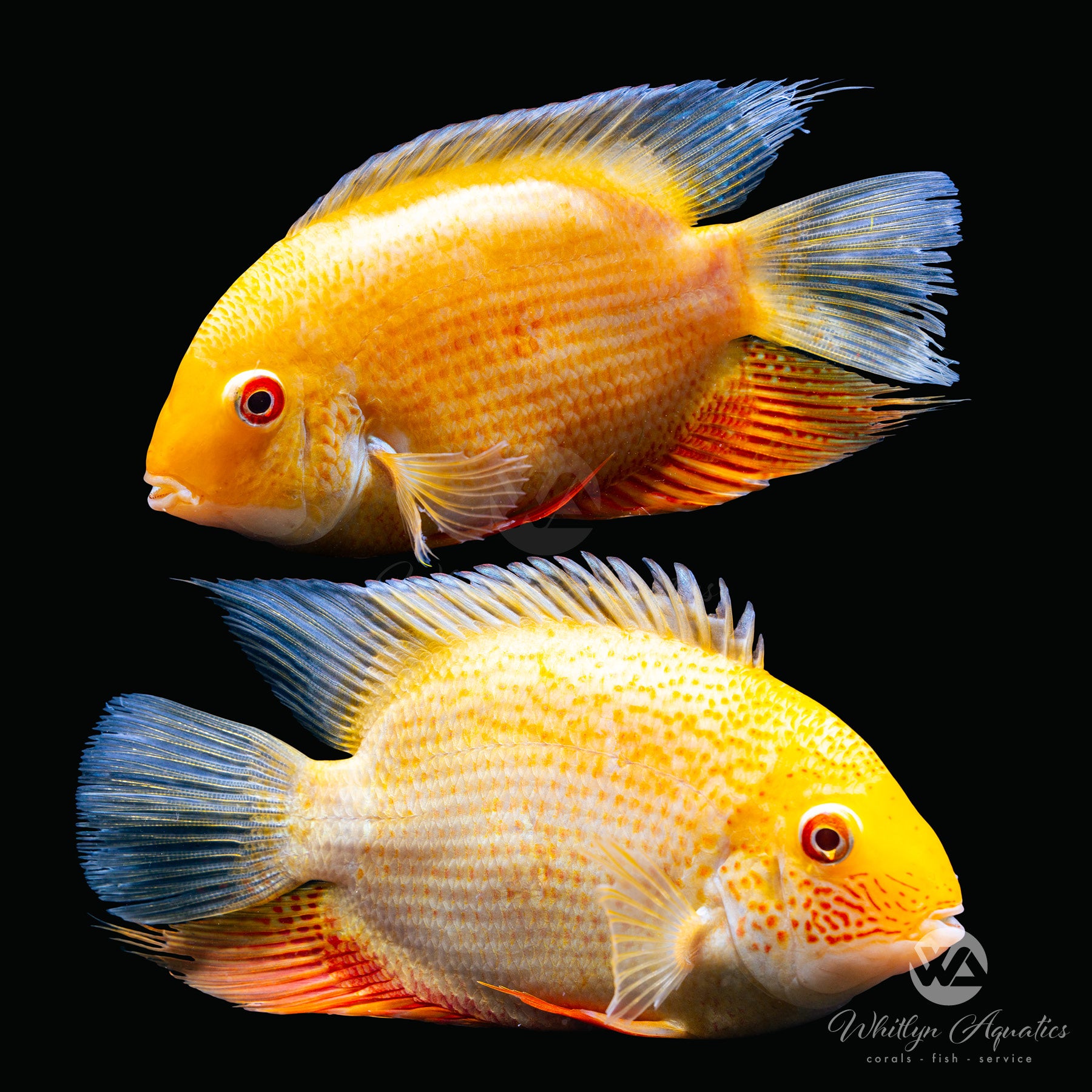 Premium Gold Severum Cichlid (Heros efasciatus) - Live Tropical Fish for Aquariums, Perfect for Freshwater Tanks & Aquatic Displays
