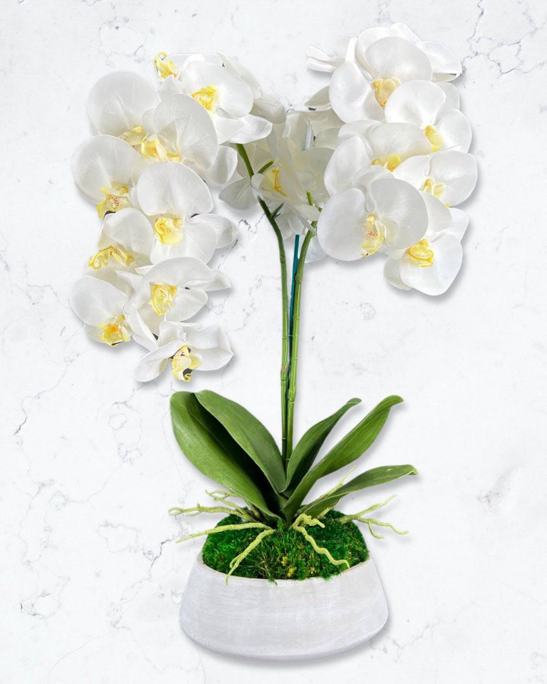 Elegant Orchid and Moss Floral Arrangement in Cement Bowl - Perfect for Wedding Centerpieces, Home Decor, and Tabletop Displays