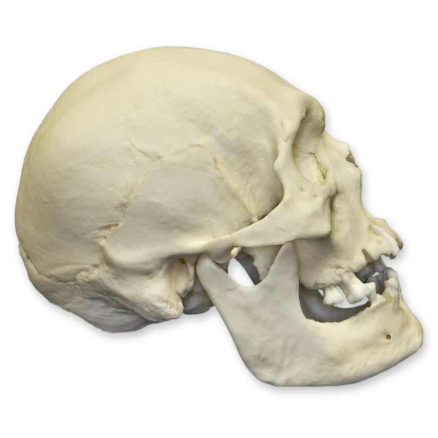 Authentic Polynesian Male Human Skull Replica - Perfect for Halloween Decor, Anthropology Studies, and Collectors Display