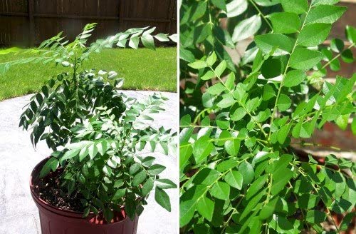 Buy Fresh Curry Leaf Plant (Murraya Koenigii) for Outdoor Gardening - Perfect for Indian Cooking, Herbal Remedies & Landscaping