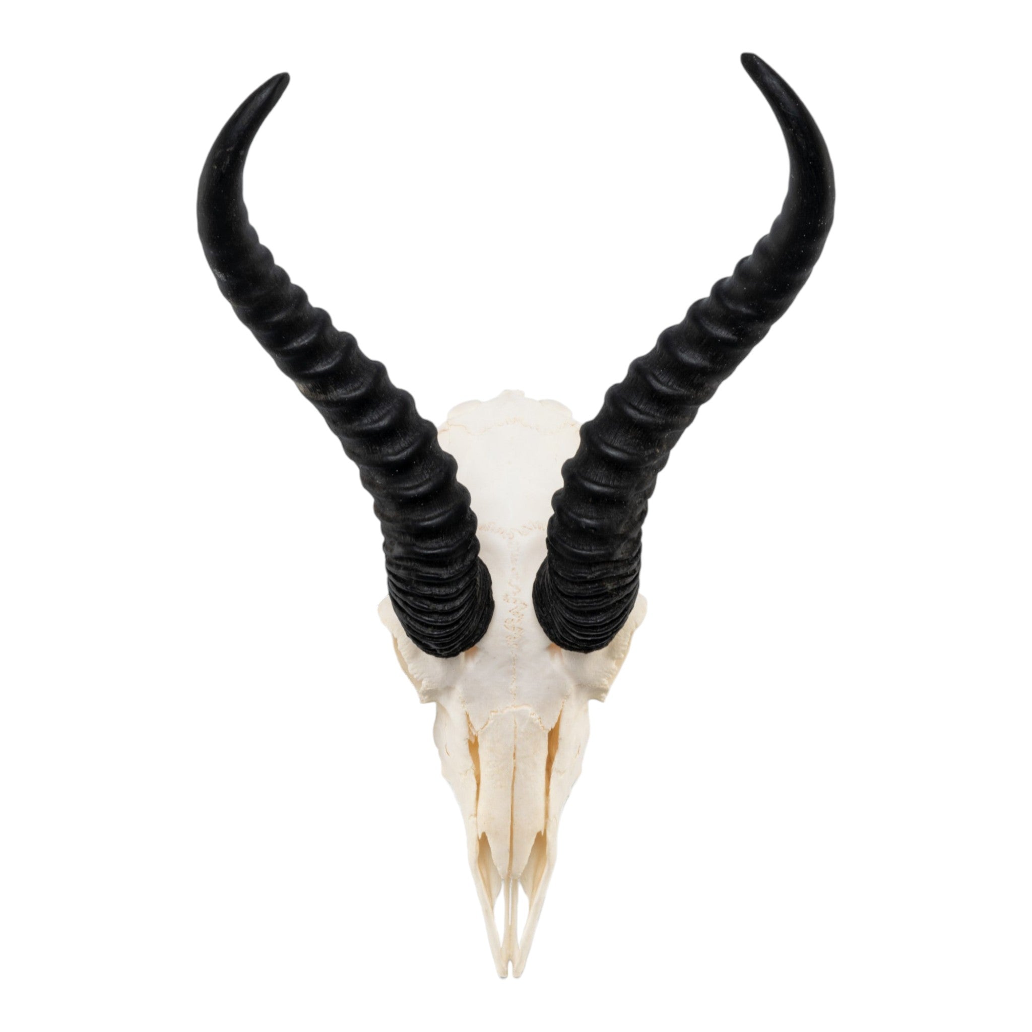 Authentic Real Springbok Skull - Male Taxidermy Specimen for Home Decor, Hunting Trophy & African Safari Themed Interior Design