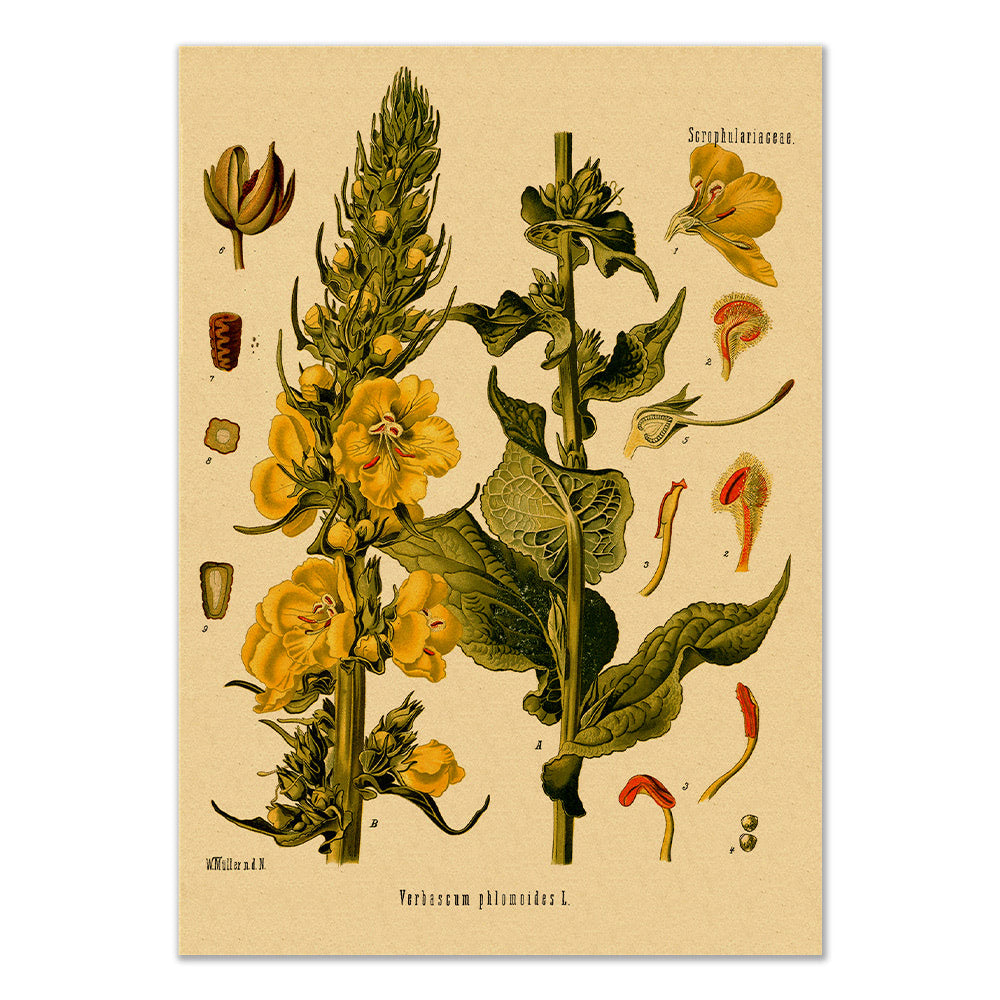 Orange Mullein Kraft Paper Poster - Vintage Botanical Wall Art for Home & Office Decor | Perfect for Living Room, Bedroom, or Classroom
