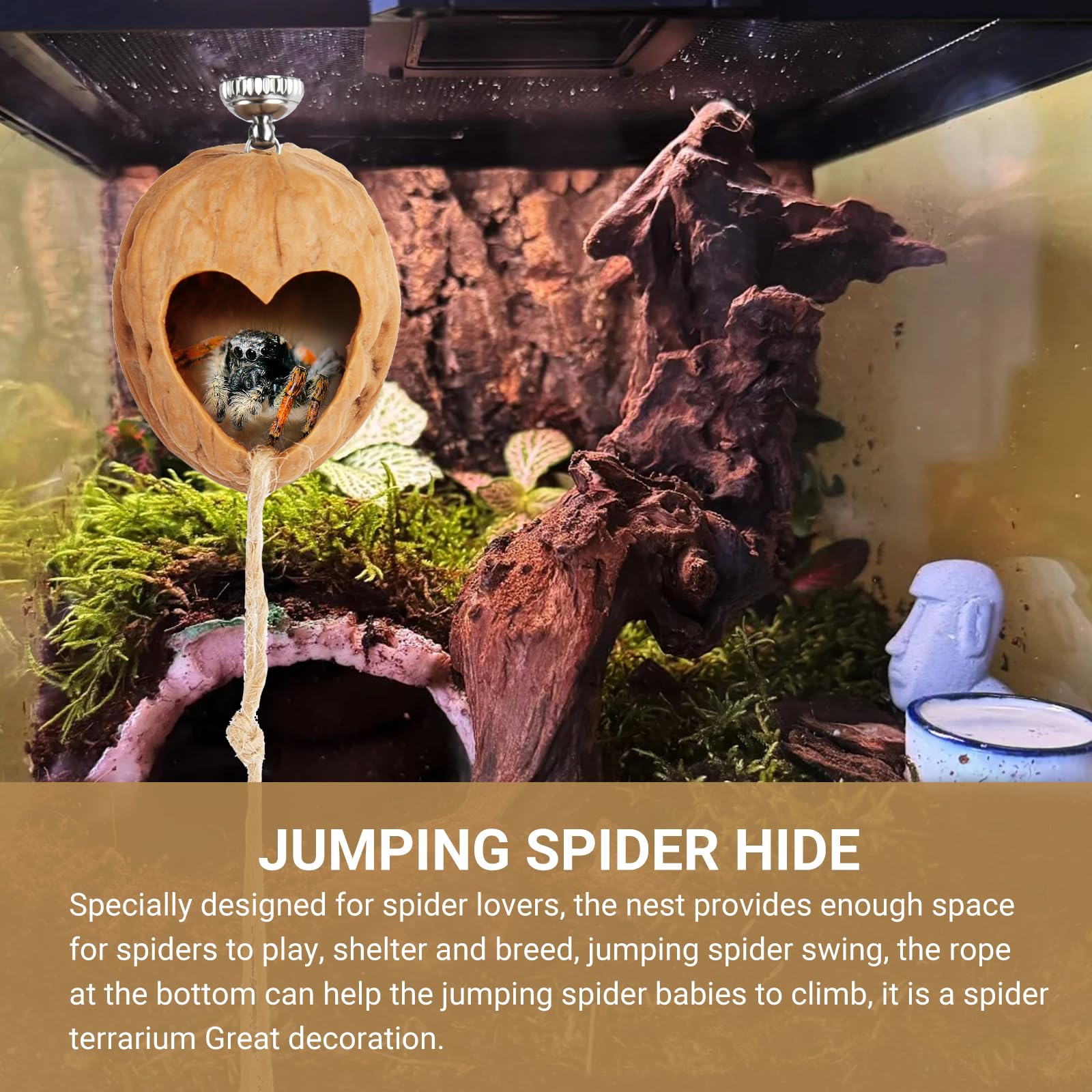 Handmade Jumping Spider Enclosure - Natural Walnut Terrarium with Magnetic Hideout | Perfect for Pet Spiders, Reptile Habitats & Small Animal Cages | Ideal for Home, Office or Classroom Observation