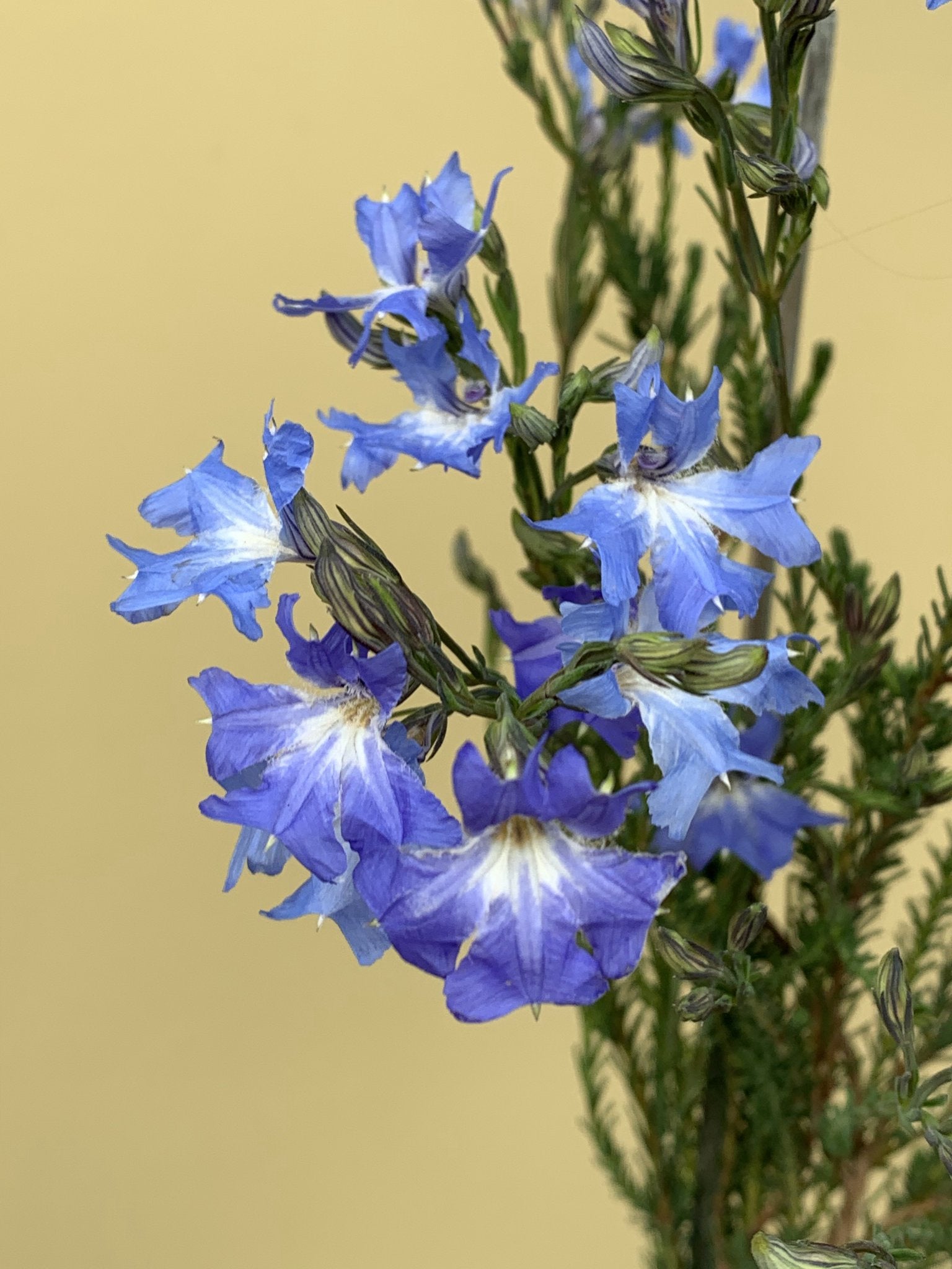 Lechenaultia 'New Moon' - Stunning Blue Australian Native Flower for Gardens, Landscaping & Floral Arrangements | Perfect for Borders, Rockeries & Containers