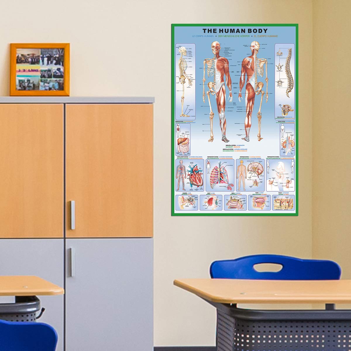 EuroGraphics Human Body Anatomy Educational Poster - 36 x 24 Inch - Perfect for Classroom, Home School & Medical Office Decor