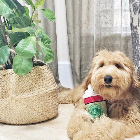 **BarkShop Hazelmutt Latte Dog Plush Toy - Soft & Durable Plush for Small & Medium Dogs - Perfect for Cuddling, Playtime & Training Rewards**