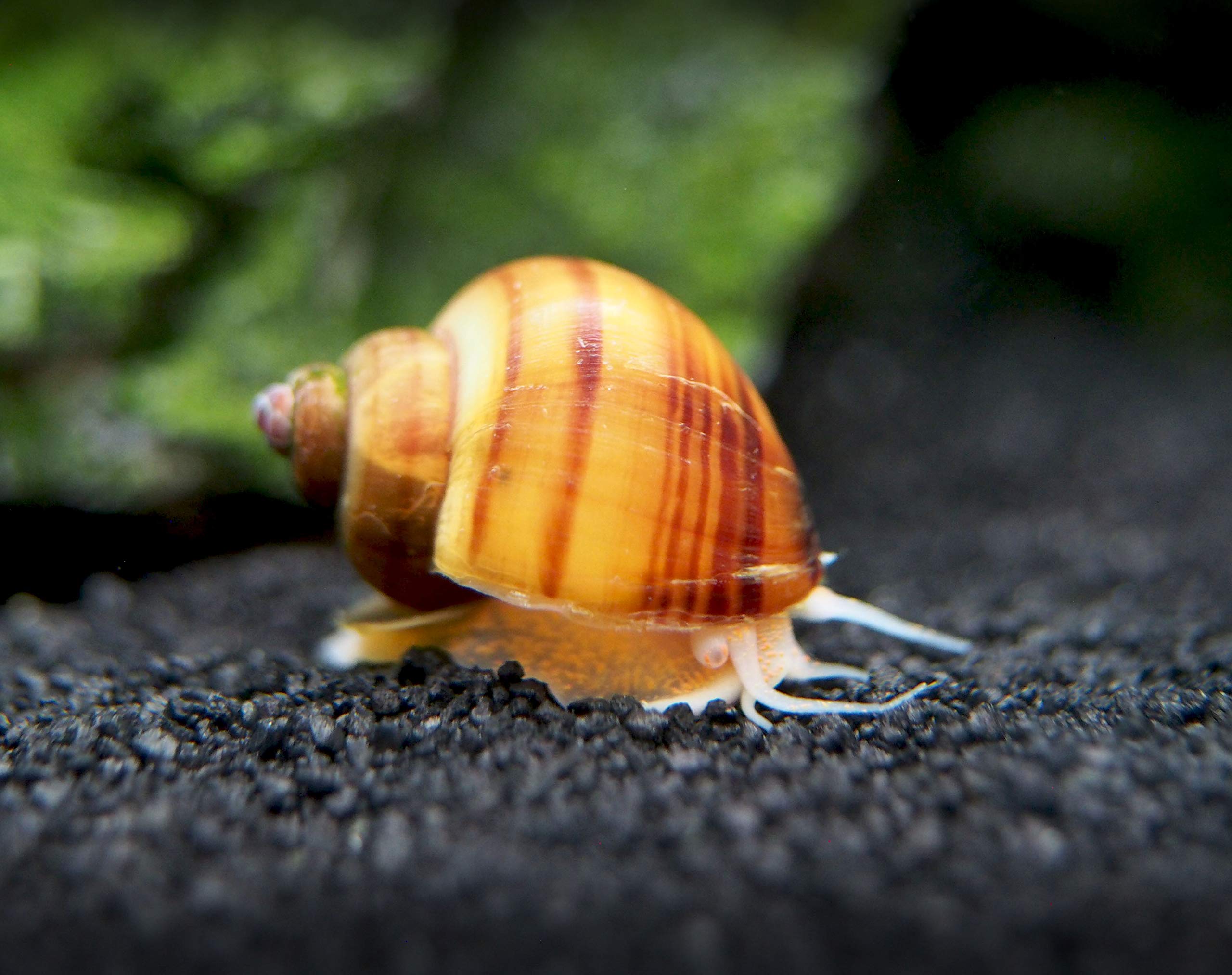 30 Live Albino Mystery Snails for Freshwater Aquariums | Biofilm Eater & Tank Cleaner | Nano Fish Tank Pets | Glass Cleaning Snails | Aquarium Decorations for Home & Office Use