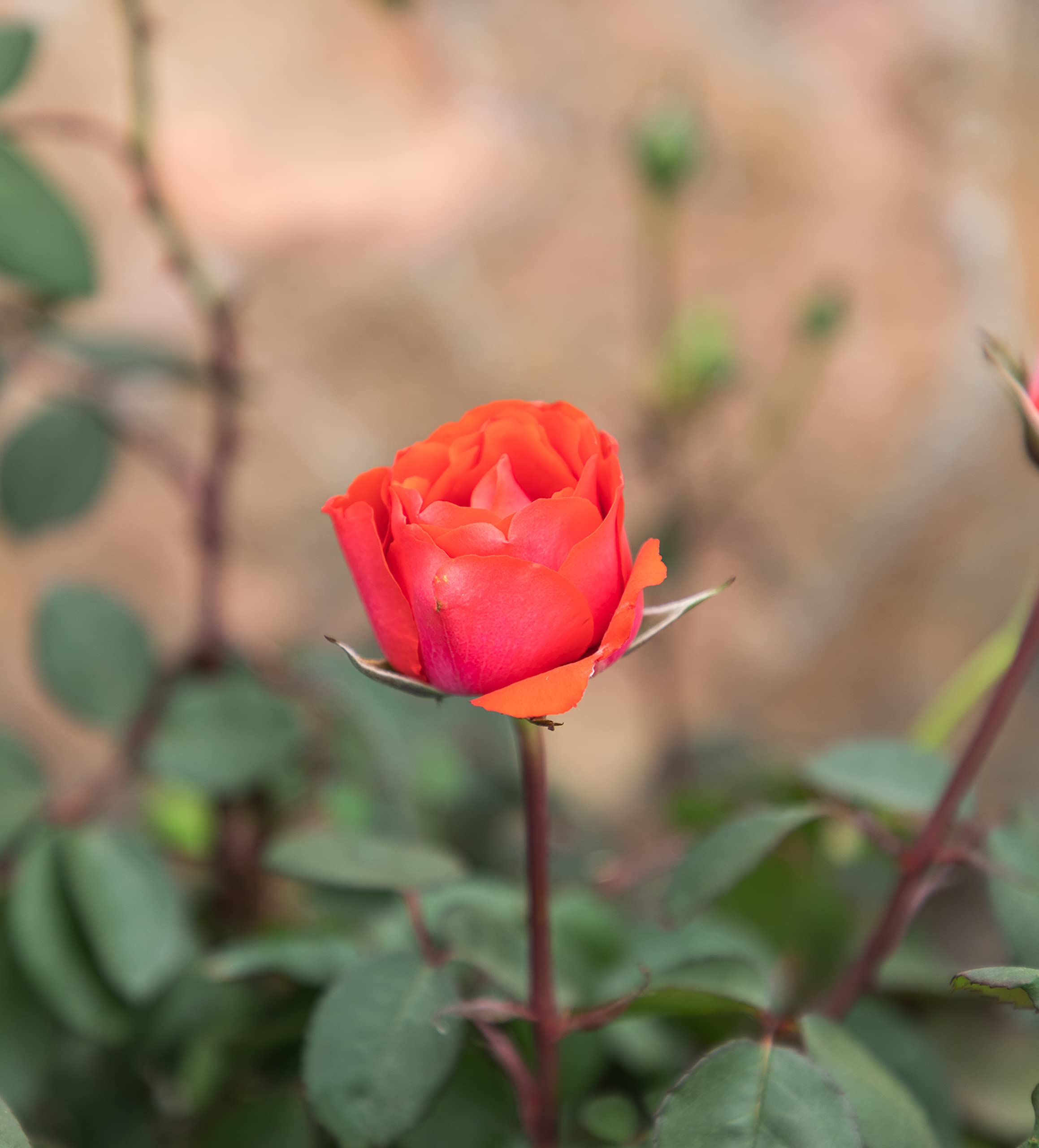 Fresh Orange Roses for Delivery Prime - Live Rose Bush Plants in Pots, Perfect Plant Lover Gifts & Outdoor Garden Decor - Ideal for Home Decor, Weddings, and Special Occasions
