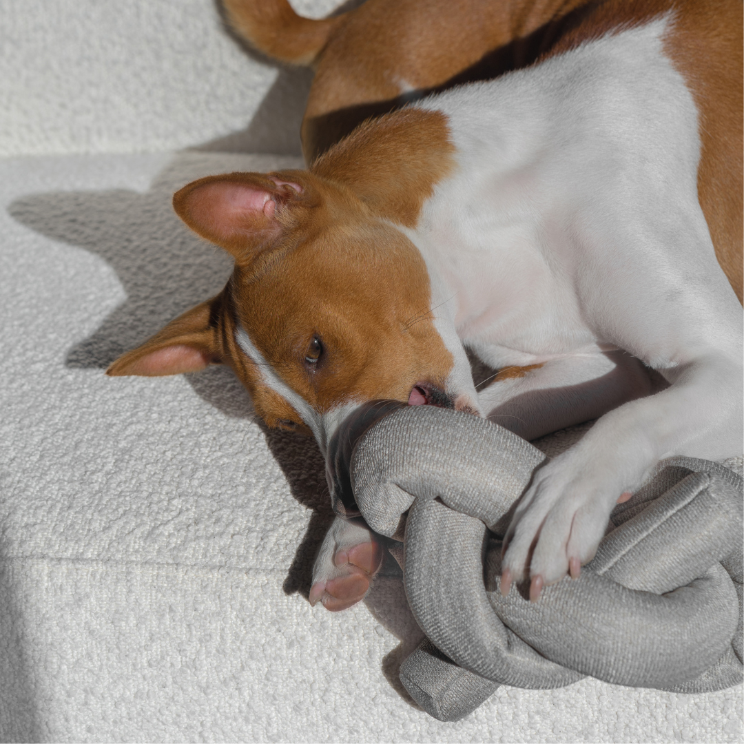 Interactive Crinkle Pet Toy for Dogs & Cats - Sensory Enrichment Play Object for Puppy & Kitten Training, Indoor Playtime & Anxiety Relief