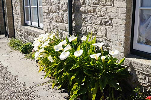 20x30 Inch Laminated Calla Lily Flower Poster - Vibrant Colors & High-Quality Print - Perfect for Home Decor, Office Wall Art & Gift Giving - Fits Standard Frames