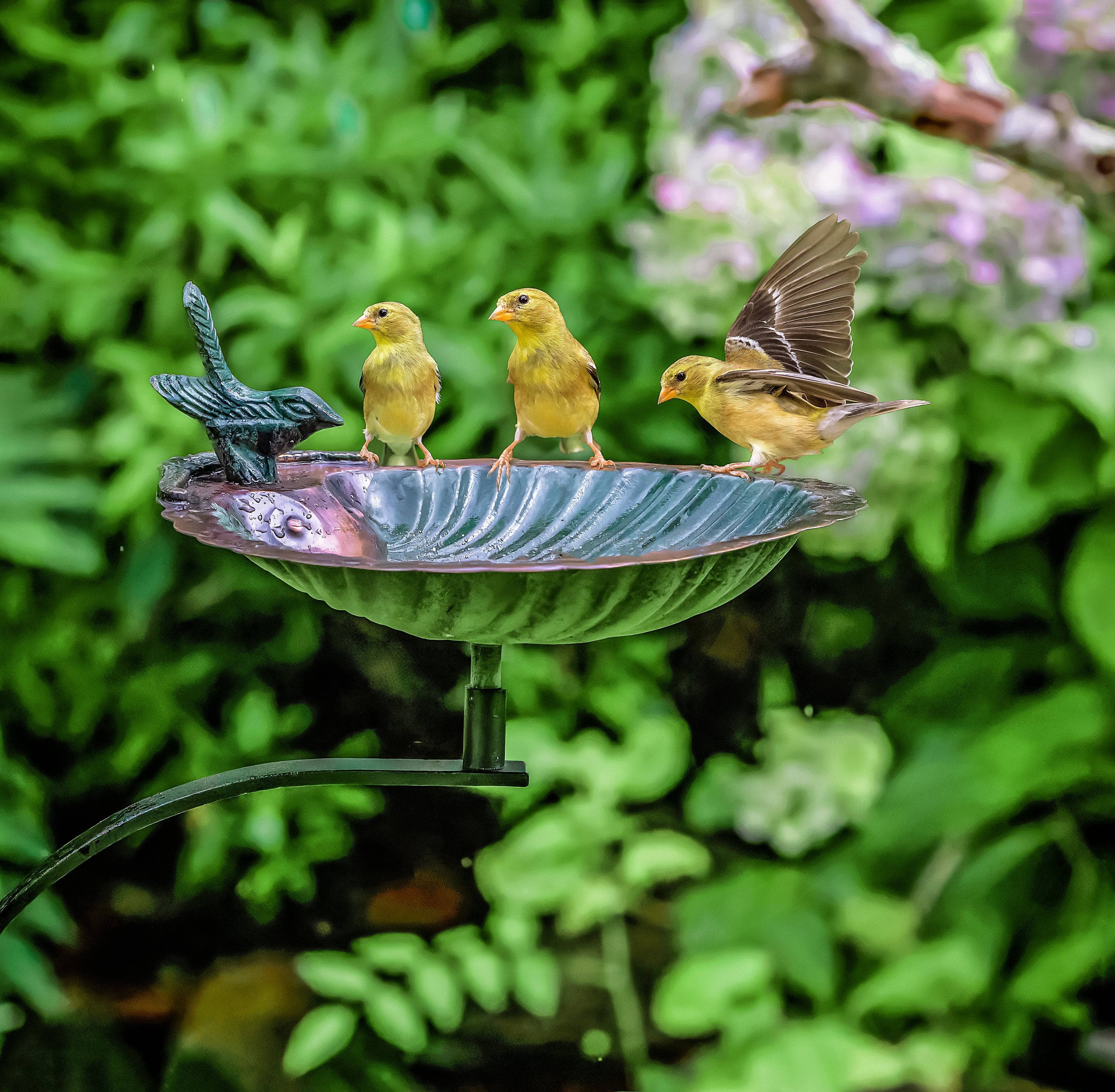 Scalloped Shell Bird Bath for Garden - Decorative Outdoor Bird Feeder with Elegant Design, Perfect for Attracting Birds to Your Backyard or Patio