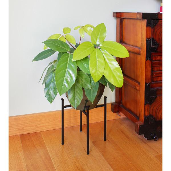 Eileen Plant Stand - Modern Indoor & Outdoor Flower Holder for Home, Garden, Balcony Decor | Perfect for Succulents, Potted Plants, Herbs | Sturdy Metal Design with Rust-Resistant Finish