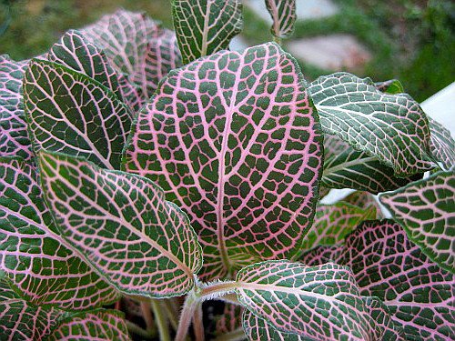 Mini Pink Veined Nerve Plant (Fittonia) - Easy Care Indoor Houseplant in 2.5