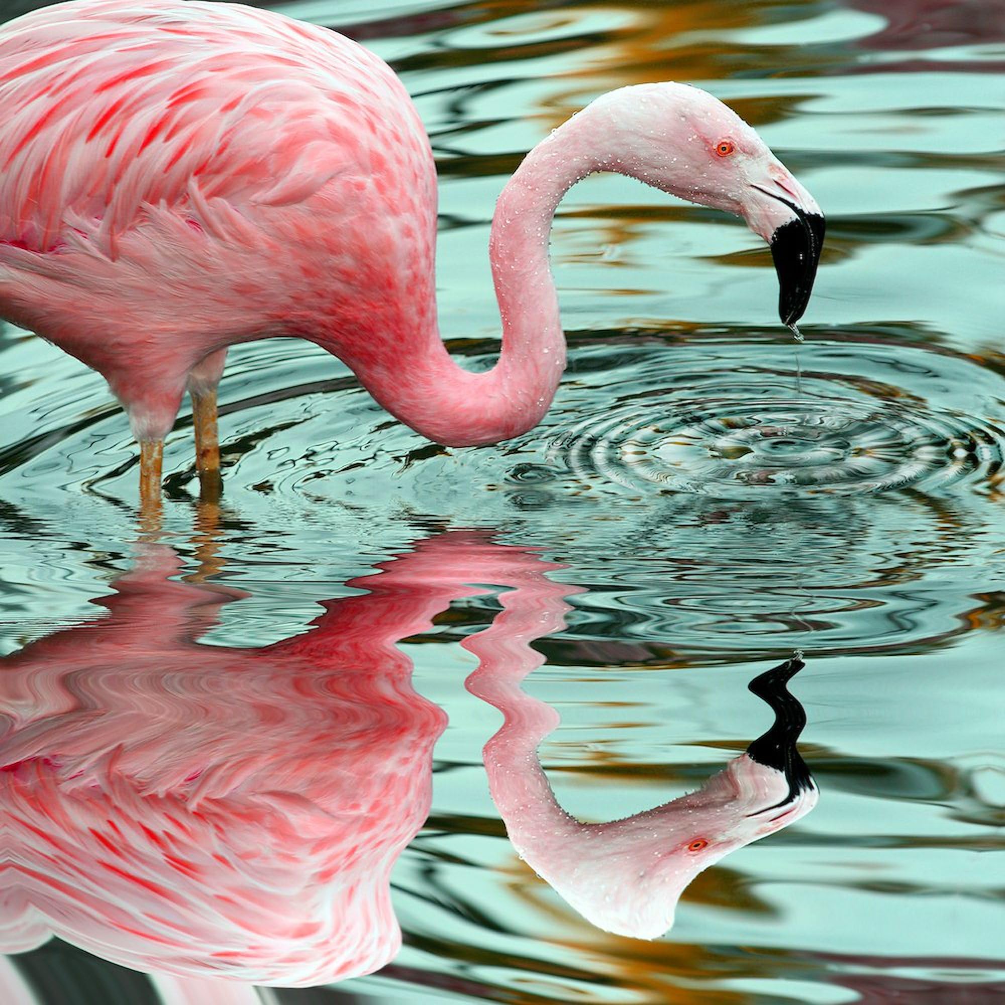 Pink Flamingo Reflection Square Sticker 3x3 Inch - Durable Car Bumper Decal for Windows, Laptops & Water Bottles - Fun Tropical Design for Beach Lovers & Summer Vibes