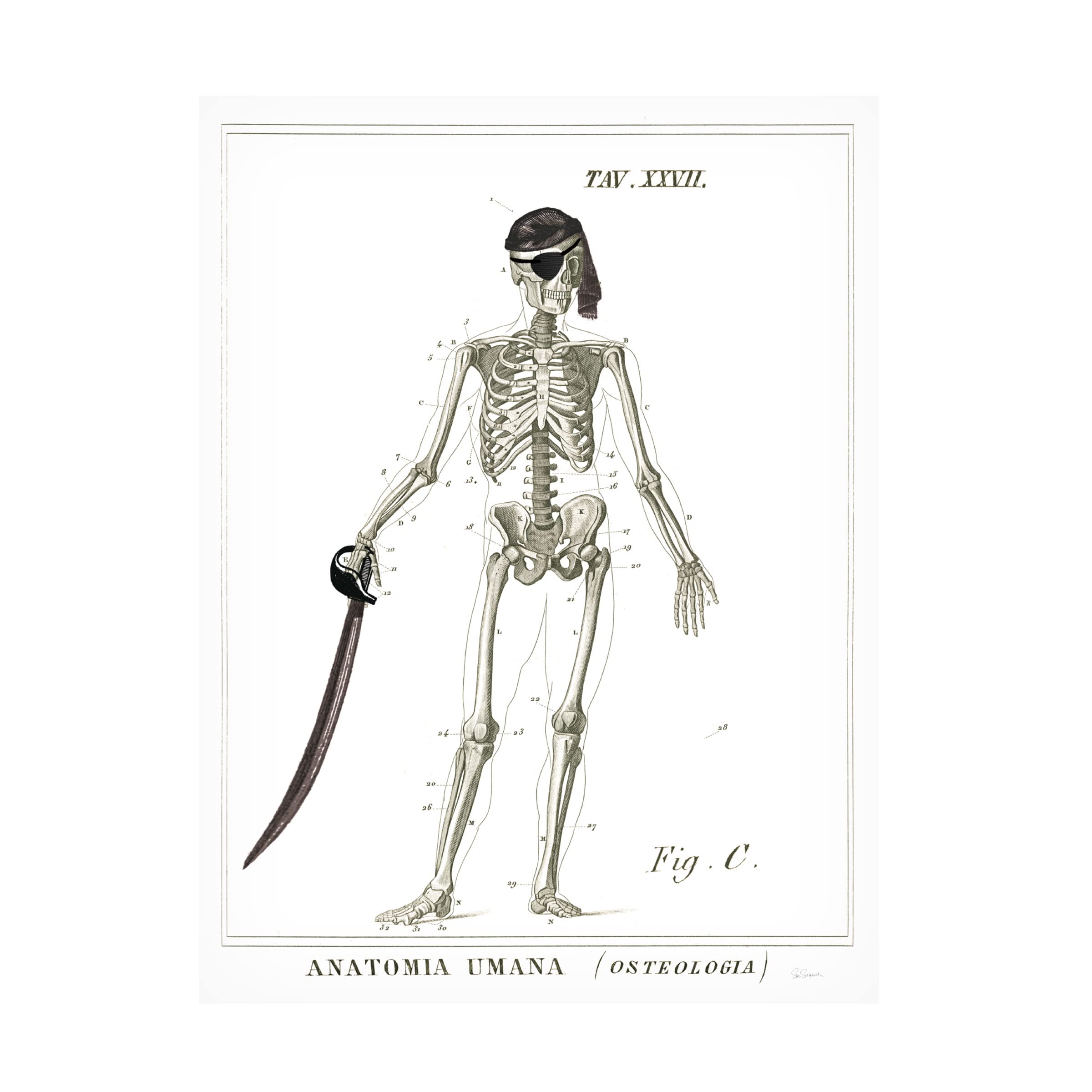 Trademark Fine Art 'Dandy Bones Pirate' Canvas Wall Art by Sue Schlabach - 35x47 Inches - Perfect for Living Room, Bedroom or Office Decor