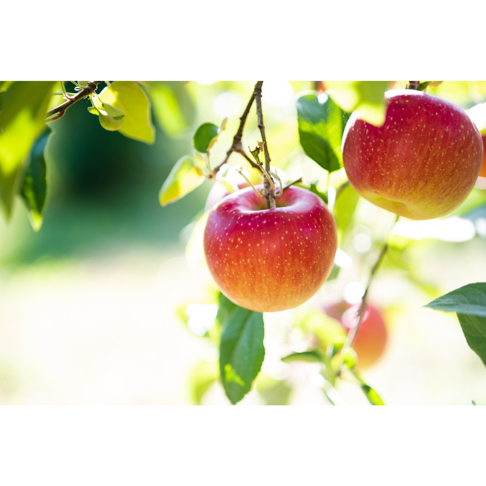 Marukan Pure Japanese Fuji Apple Cider Vinegar 360ml - Organic, Unfiltered, Raw - Perfect for Salad Dressings, Detox Drinks & Healthy Cooking