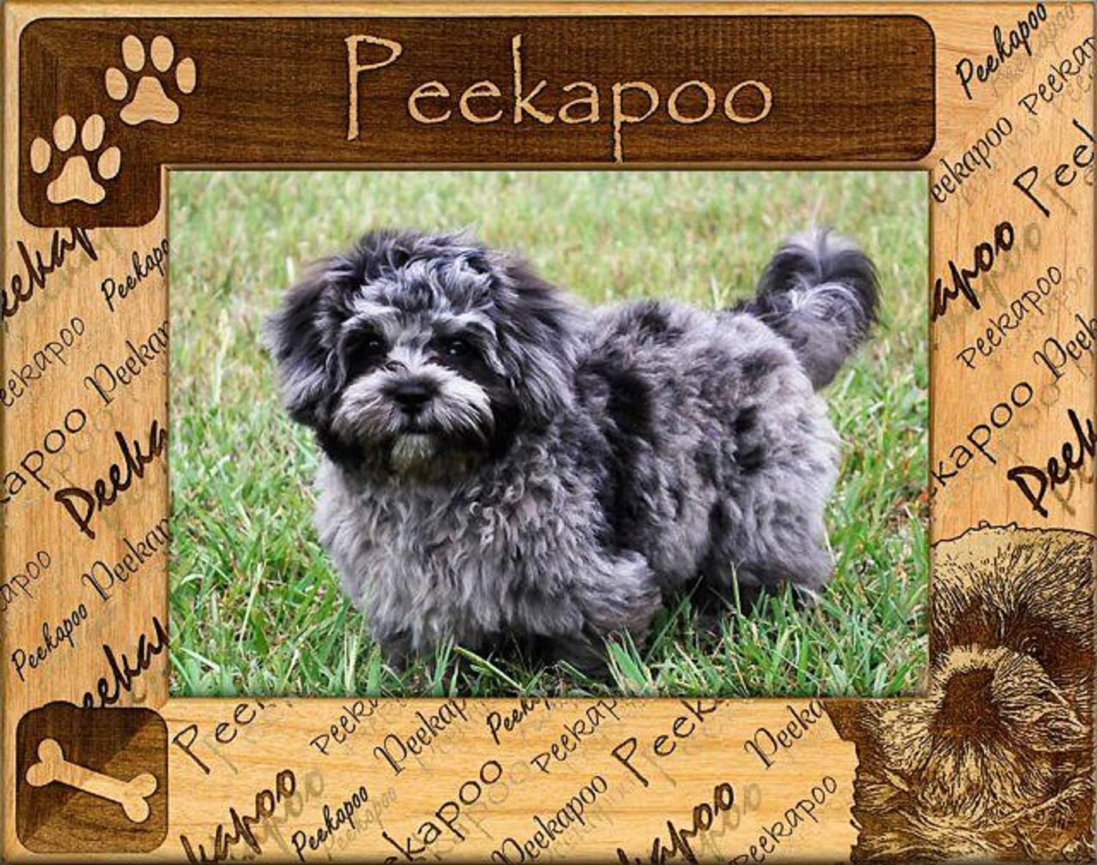 Peekapoo Laser Engraved Wood Picture Frame 8x10 Inches - Perfect for Pet Photos, Home Decor & Gift Giving