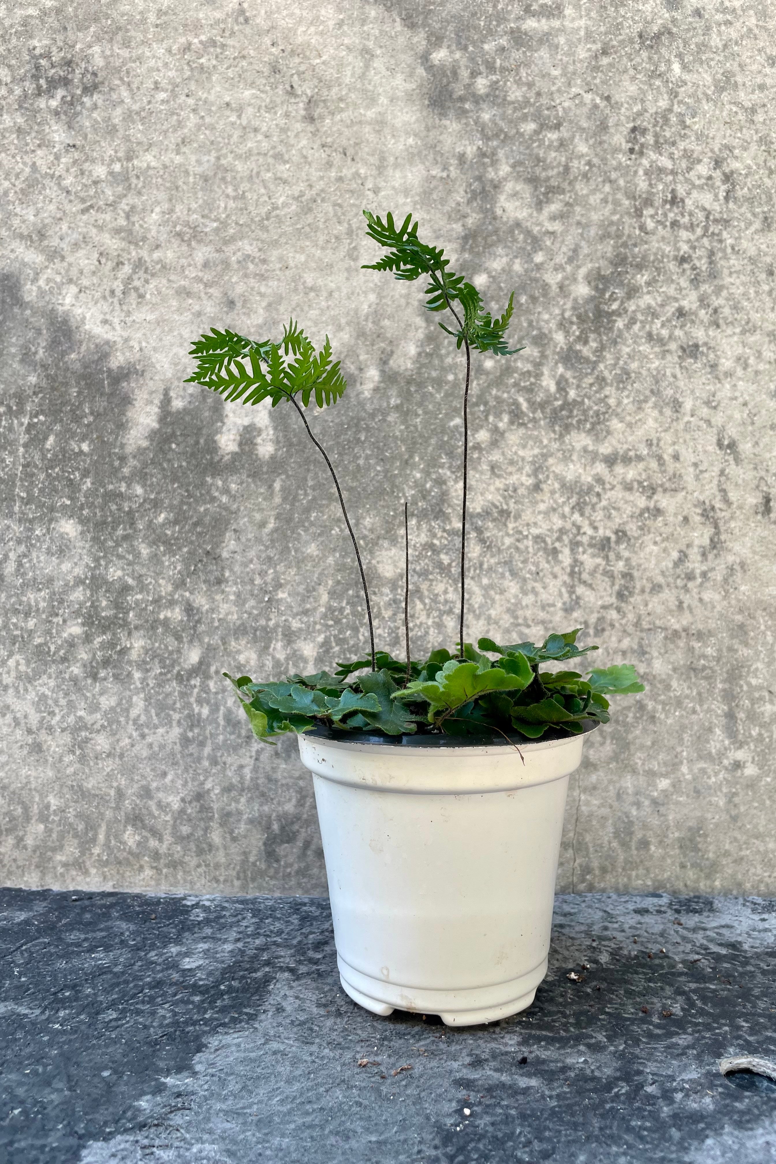 Doryopteris Cordata 