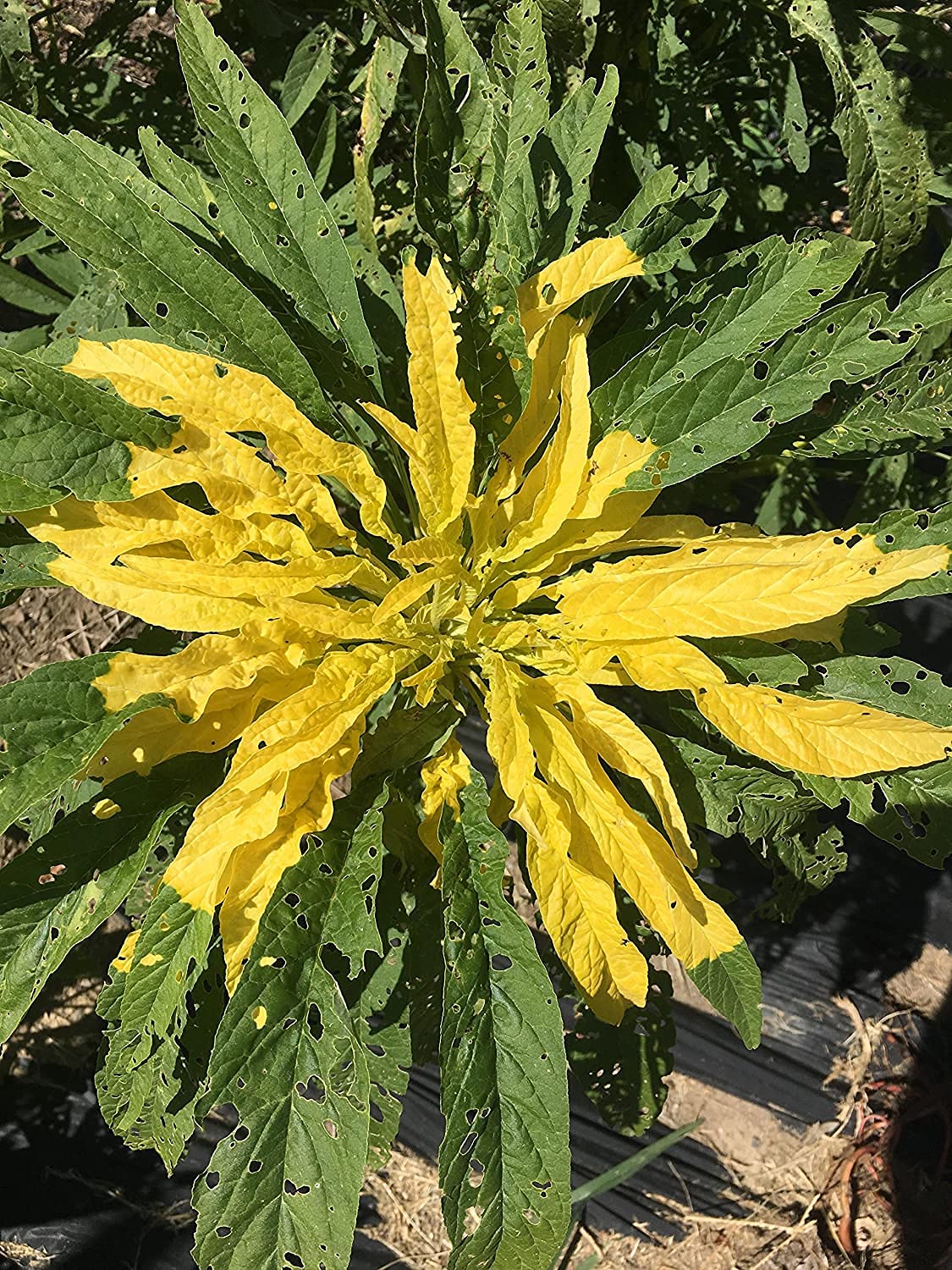 Joseph's Coat Amaranthus Yellow Amaranth Summer Poinsettia Premium Seeds - 100pcs/Packet for Home Garden, Landscaping & Flower Arrangements
