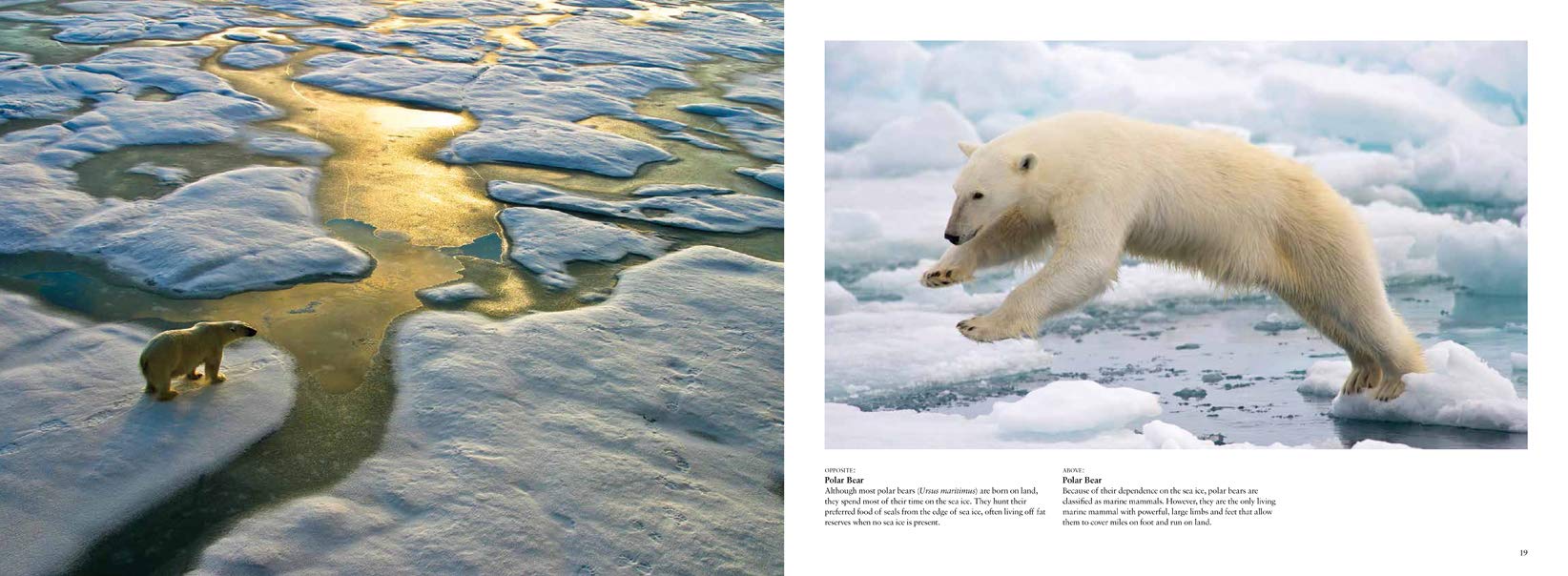 Arctic: Life Inside the Arctic Circle - Stunning Travel Photography Book of Polar Landscapes & Wildlife - Perfect for Nature Lovers, Coffee Table Decor & Travel Inspiration