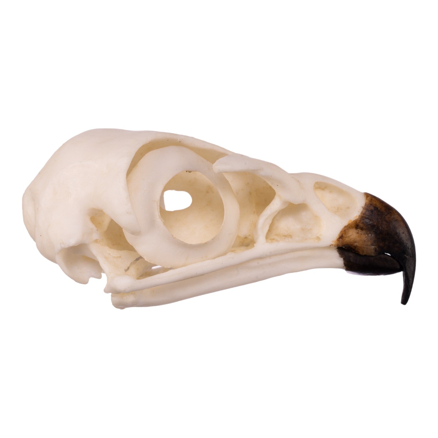 Authentic Replica Red-Tailed Hawk Skull - Lifelike Taxidermy Decoration for Home, Office & Gothic Decor | Halloween, Witchcraft & Nature Study Display