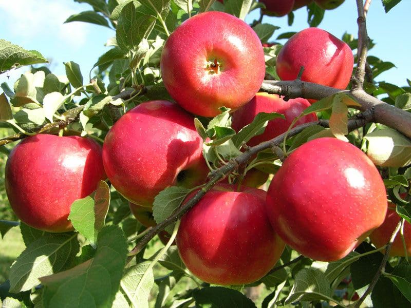 40PCS Lemon, 10PCS Cherry, 40PCS Orange, 40PCS Apple, 40PCS Passion Fruit, 10PCS Blueberry Seeds for Planting - Non-GMO Mixed Fruit Seeds Kit for Home Garden, Backyard Farming & DIY Planting Projects