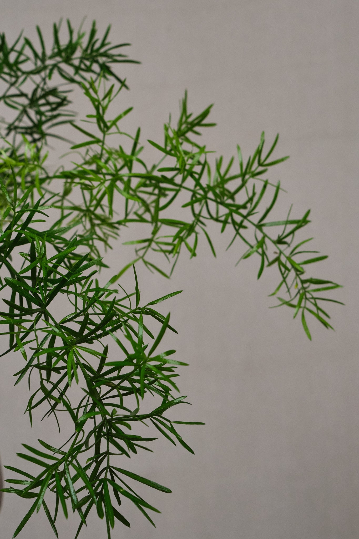 Buy Asparagus Fern (Asparagus densiflorus 'Sprengeri') - Lush Indoor & Outdoor Hanging Plant for Home Decor, Office, and Garden Landscaping