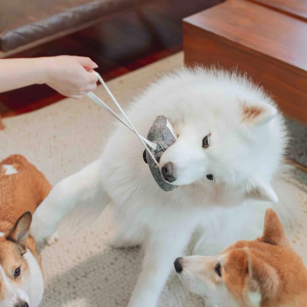 Interactive Cassette Snuffle & Squeaky Dog Toy - Fun Chew Toy for Small & Medium Dogs - Perfect for Indoor Play & Anxiety Relief