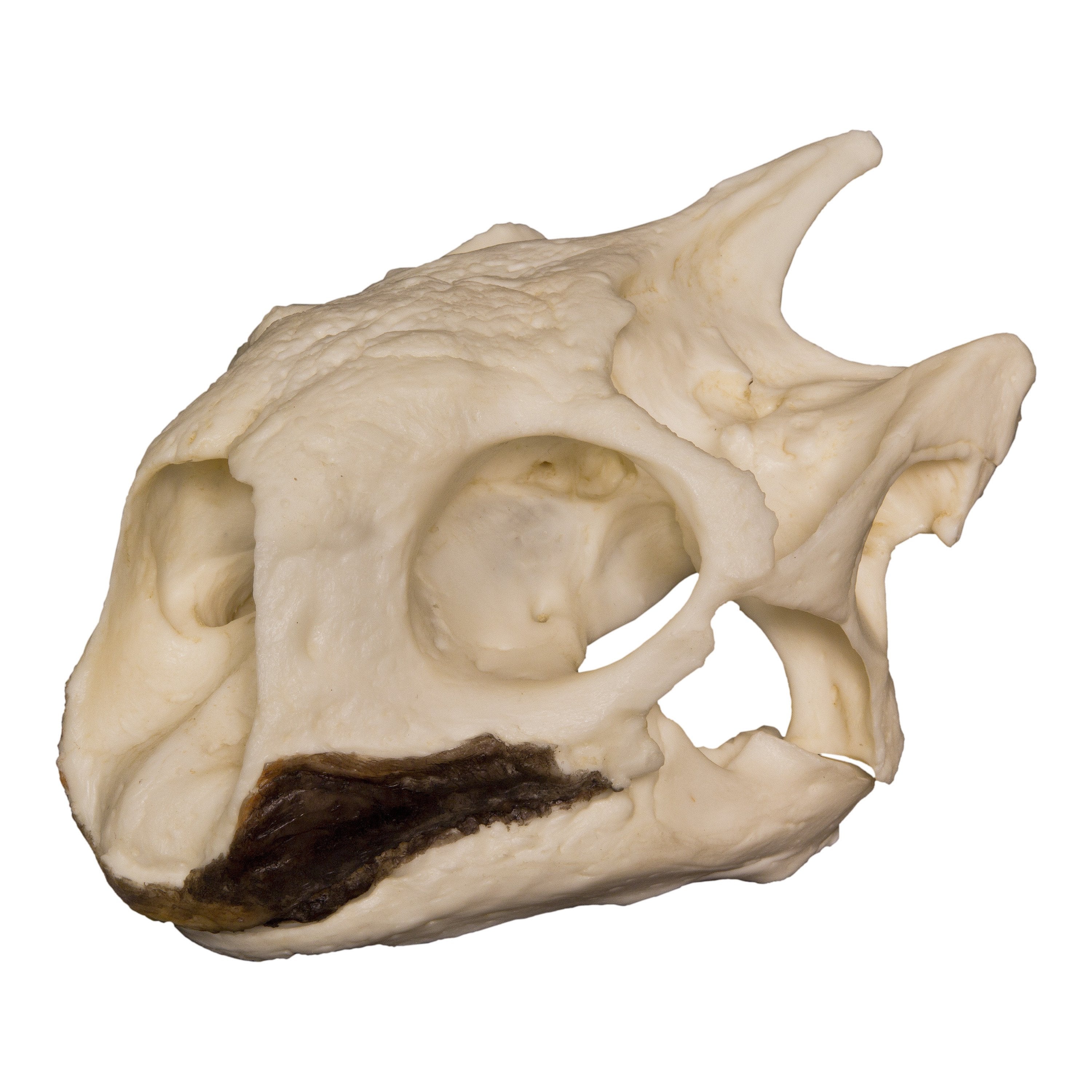 Authentic Replica Aldabra Tortoise Skull - High-Quality Educational Specimen for Science Classrooms, Home Decor & Natural History Collections