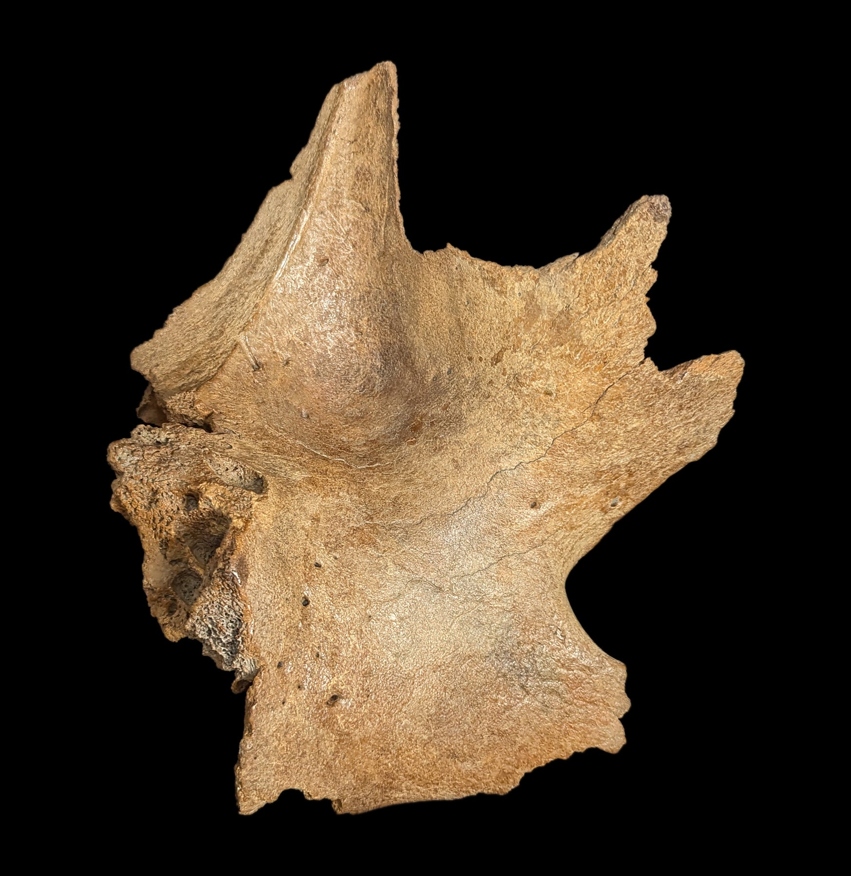 Authentic Partial Woolly Mammoth Skull Fossil - Rare Ice Age Collectible for Home Decor, Museum Display & Educational Use