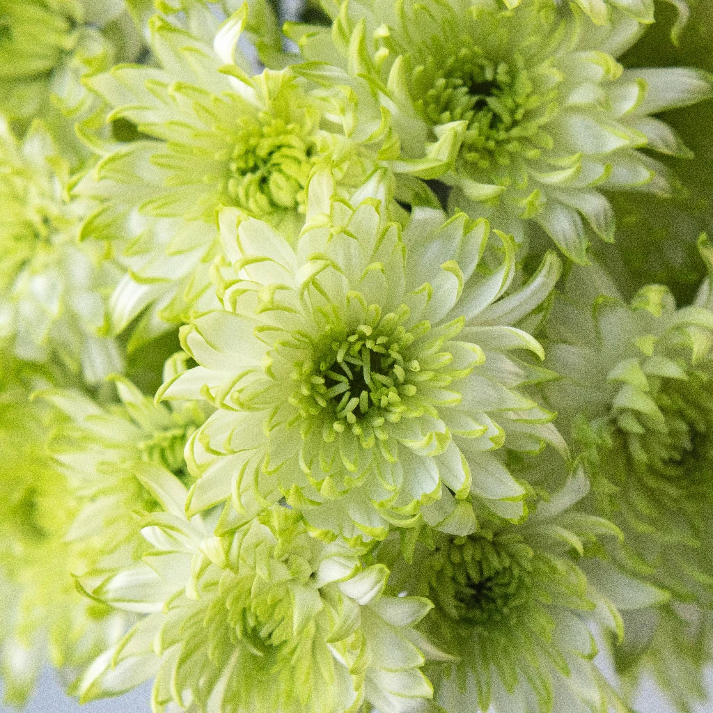 Appletini Dahlia Style Flower - Beautiful Artificial Silk Flowers for Home Decor, Wedding Bouquets, and Event Centerpieces