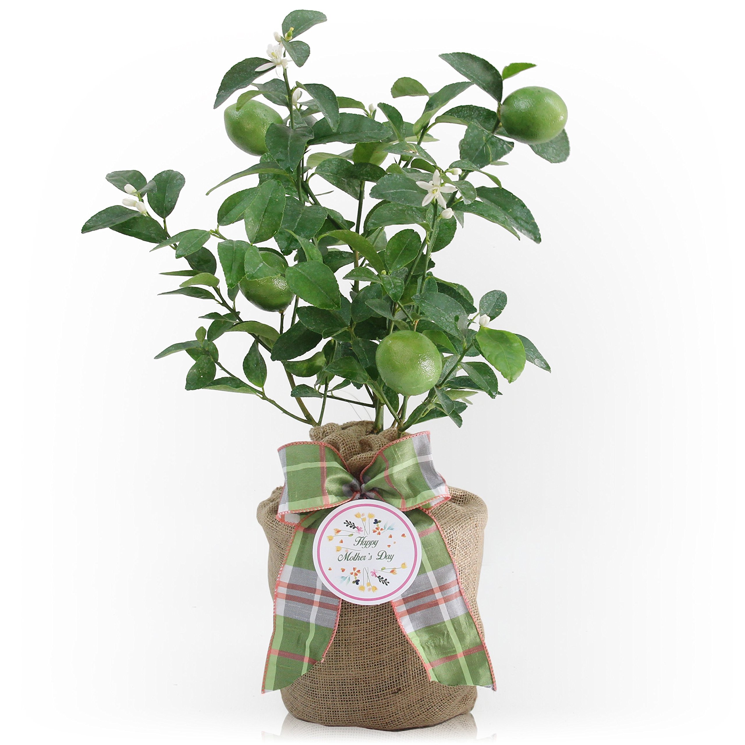 Premium Dwarf Persian Lime Tree - Fast Fruiting, Juicy & Delicious Limes - Indoor/Outdoor Potted Citrus Plant - Perfect for Home Gardens, Patios & Mother's Day Gifts