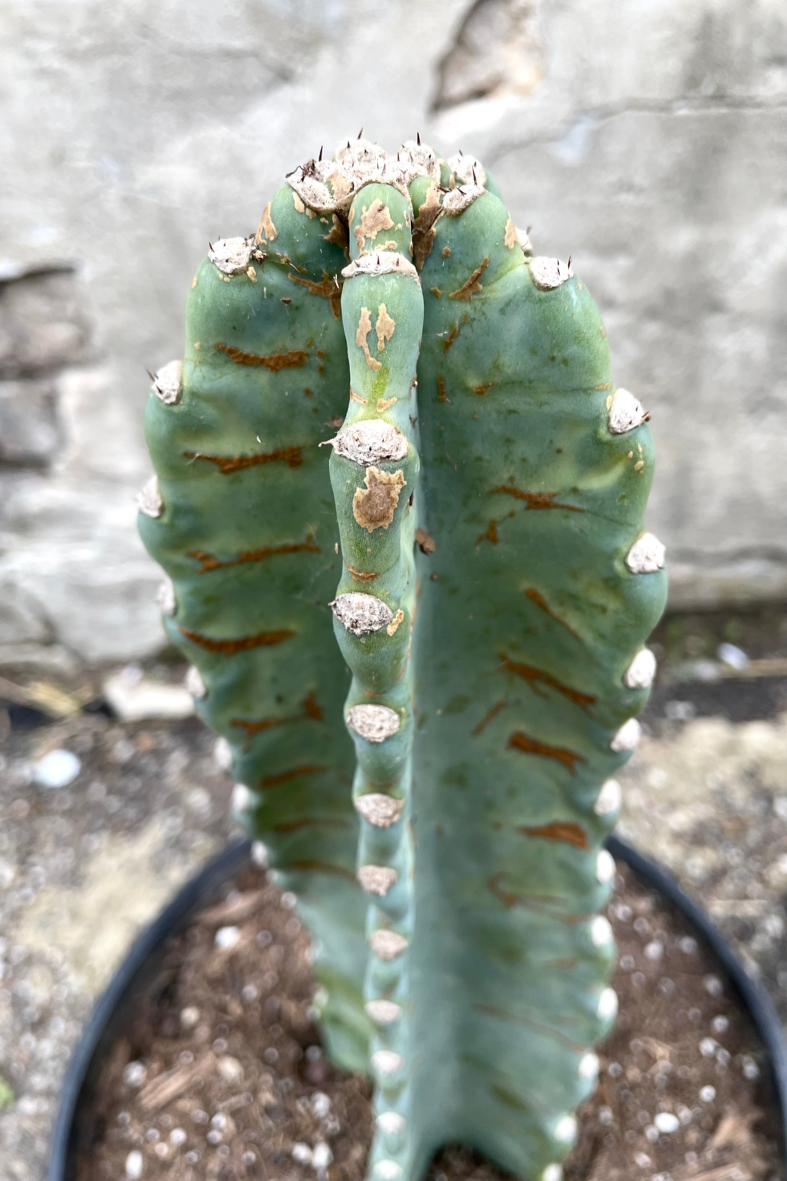 Cereus Peruvianus #5 - Live Cactus Plant for Home & Garden Decor | Perfect for Indoor Succulent Arrangements and Outdoor Landscaping