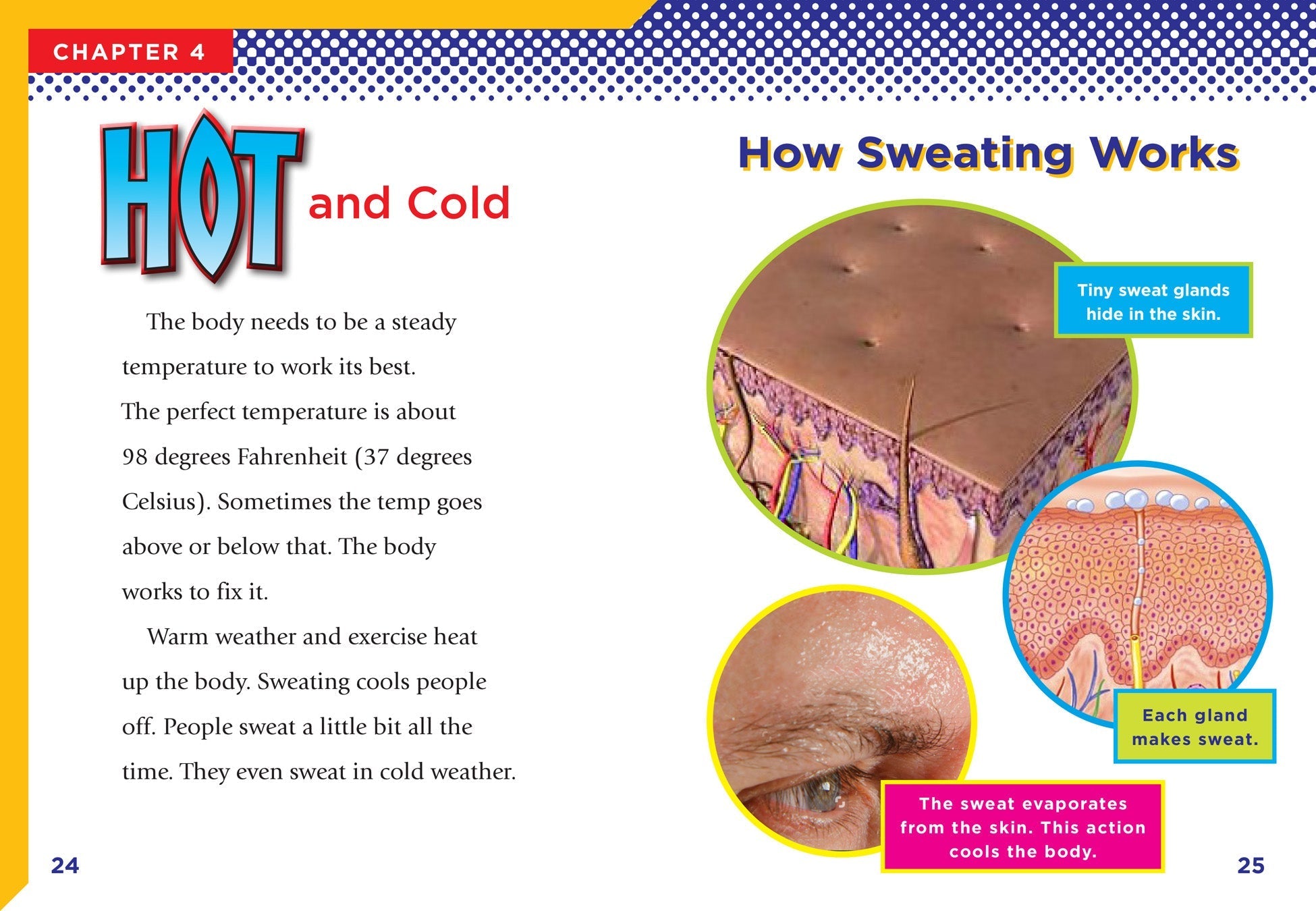 Bodily Functions Explained - Natural Body Processes & Health Guide | Daily Wellness & Self-Care Tips