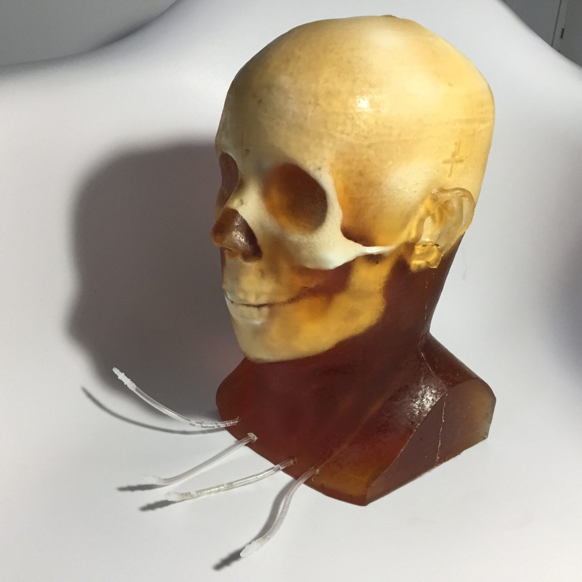 High-Quality Dynamic Adult Head Phantom for Ultrasound, MRI & CT Scans - Perfect for Medical Training & Diagnostic Equipment Testing