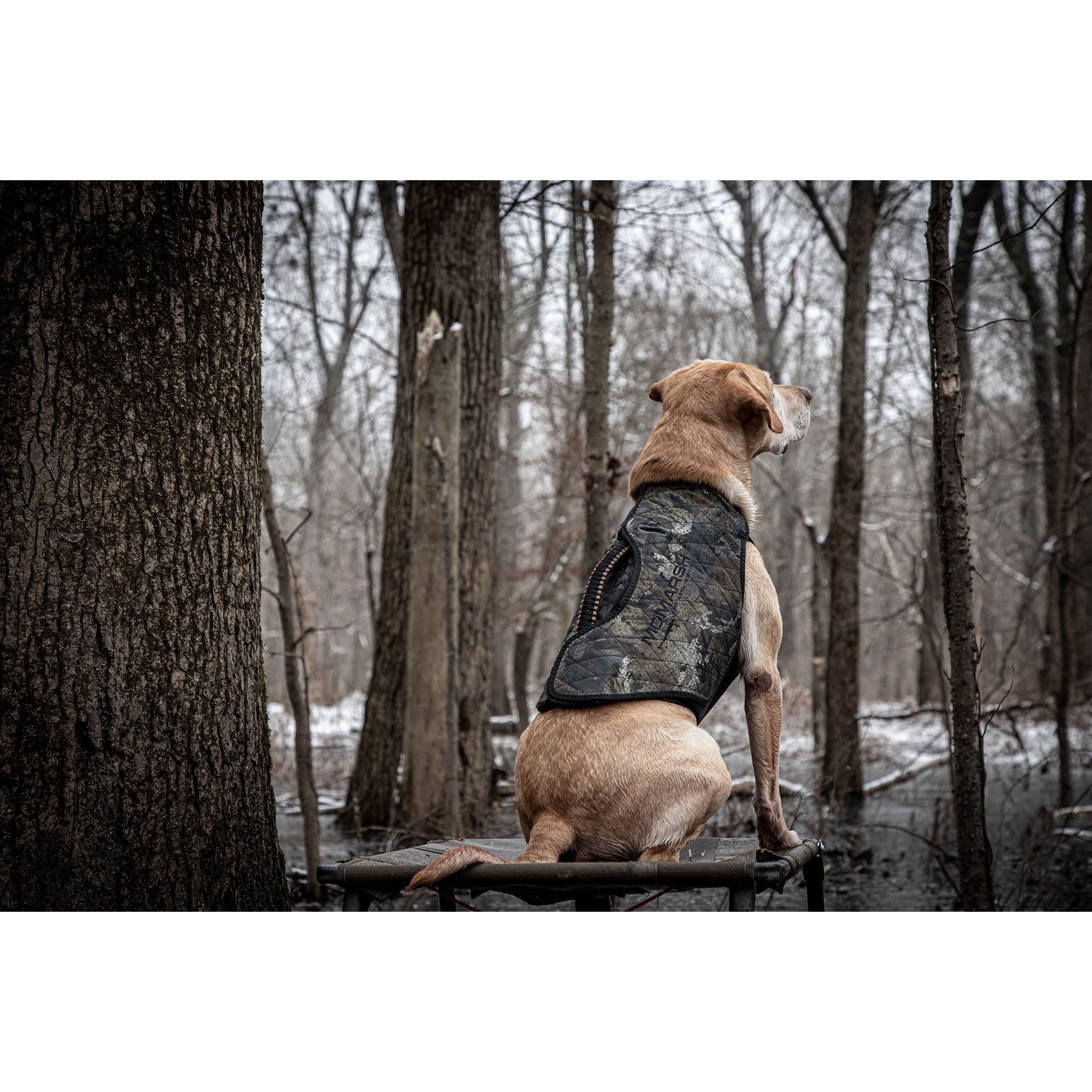 Momarsh Final Stand Adjustable Dog Training Platform - Elevated Pet Training System for Place, Agility & Steadiness | Perfect for Hunting Dogs, Obedience Training & Outdoor Exercises