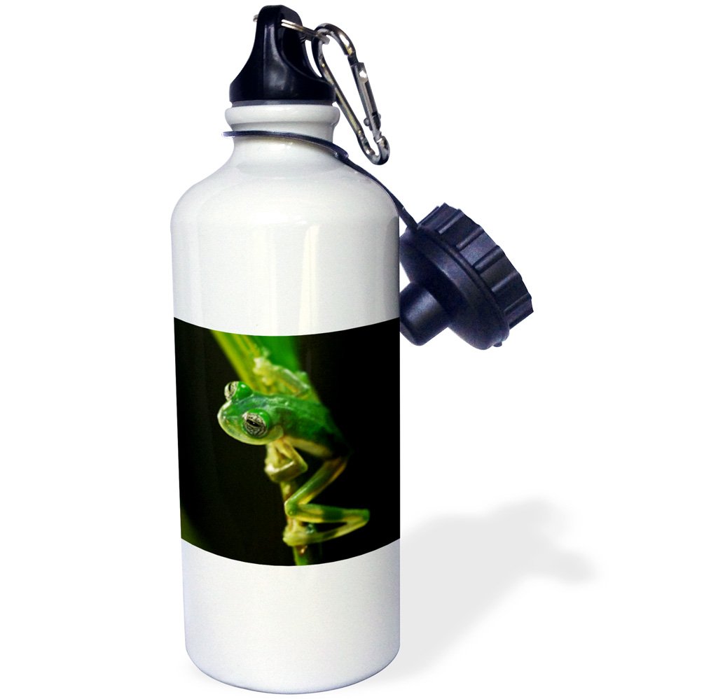 3D Rose Tree Frog on a Twig Sports Water Bottle - 21oz Insulated Stainless Steel White Water Bottle for Gym, Hiking, Cycling & Outdoor Activities