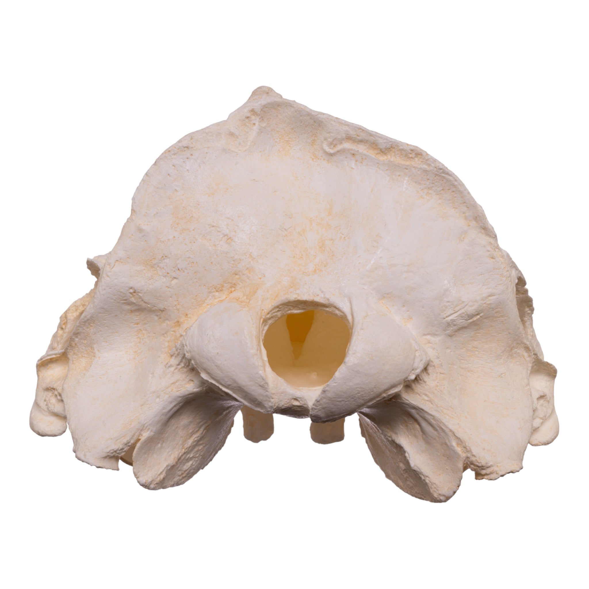 Replica Narwhal Skull - Lifelike Museum-Quality Narwhal Whale Skull Decor for Home, Office & Marine Biology Enthusiasts - Perfect for Coastal Themed Decor, Educational Displays & Unique Gift Ideas
