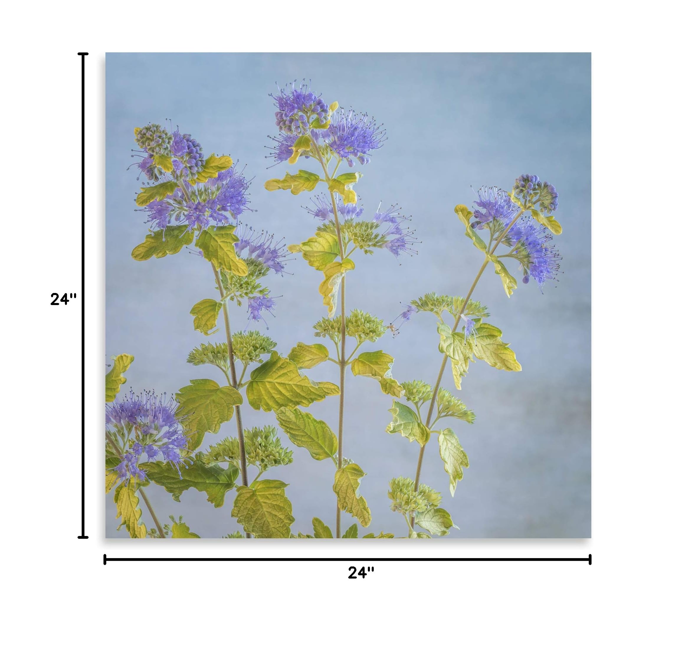 Contemporary Caryopteris I by Kathy Mahan - 24x24in Fine Art Giclee Print on Paper | Wall Decor for Living Room, Bedroom & Office | Modern Botanical Artwork