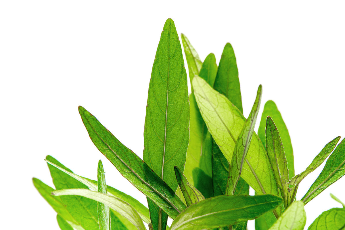 Hygrophila Lancea Araguaia Aquatic Plant - Live Freshwater Aquarium Plant for Fish Tanks, Aquascaping & Low-Tech Setups