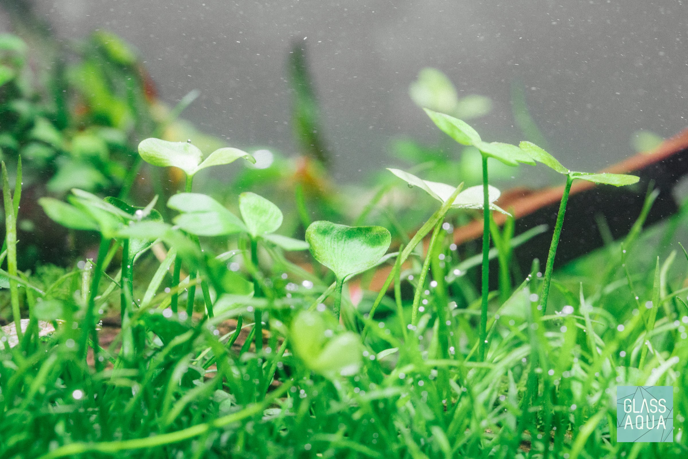 Marsilea Angustifolia Aquatic Plant for Aquarium | Live Freshwater Carpet Plant for Fish Tank Decoration | Perfect for Aquascaping and Shrimp Tanks