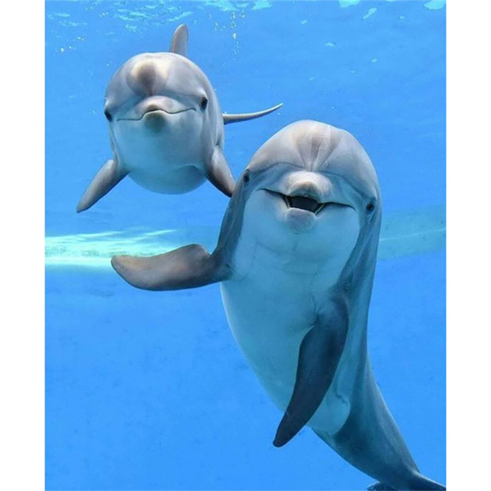 5D Diamond Painting Kit - Dolphin Animal Aquarium DIY Art for Adults & Kids (80x120cm/31.5x47.2in) | Full Drill Cross Stitch Craft | Perfect Gift for Women & Girls | Home Wall Decor & Relaxation Hobby