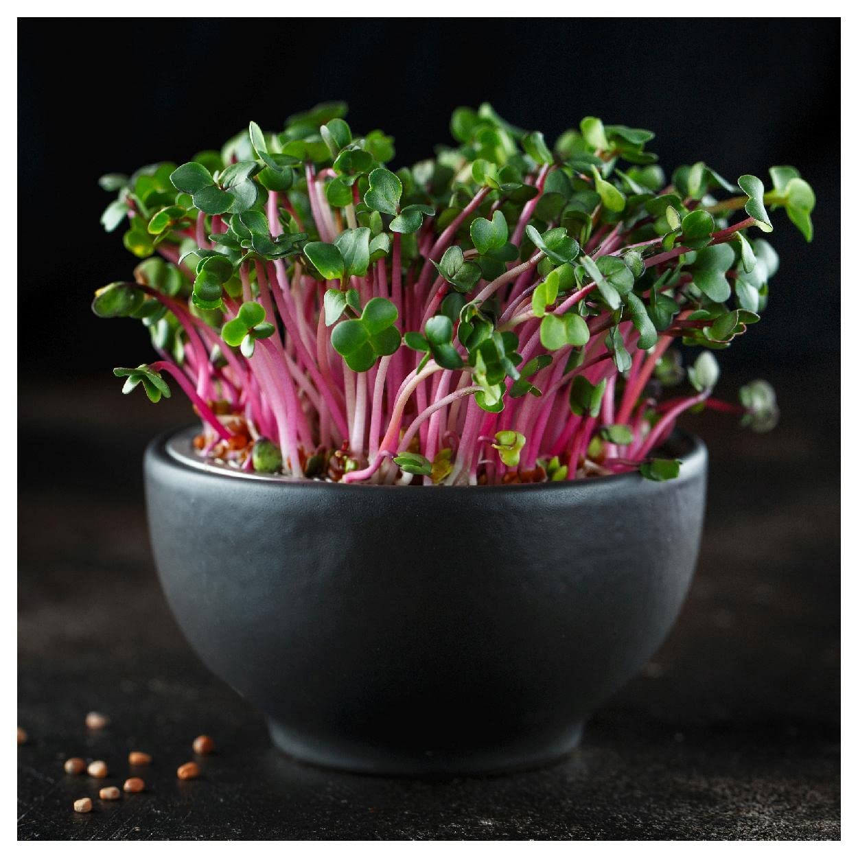 500 Triton Purple Sprouting Radish Seeds - Non-GMO Heirloom Vegetable Seeds for Home Gardening - Perfect for Salads, Stir-fries and Organic Farming | Everwilde Farms Gold Vault Jumbo Seed Packet