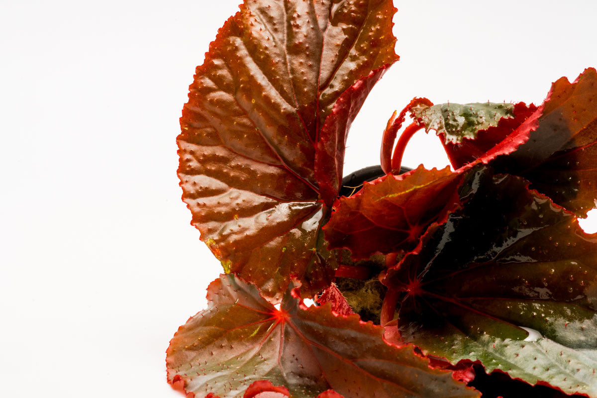 Arabian Sunset Begonia - Exotic Flowering Houseplant for Home Decor, Office & Garden | Perfect for Indoor & Outdoor Planting