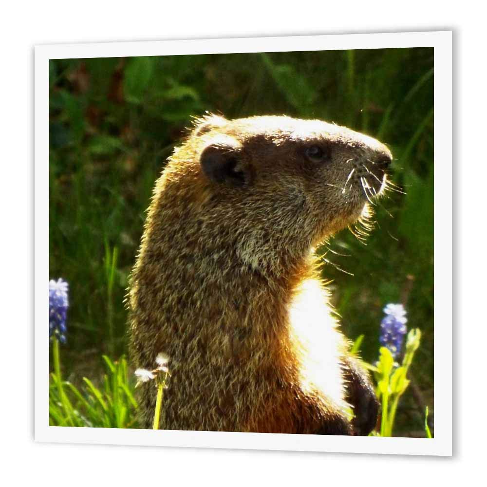 3D Rose HT-202465-1 Groundhog Sun Iron-On Heat Transfer Paper for White Fabric - 8