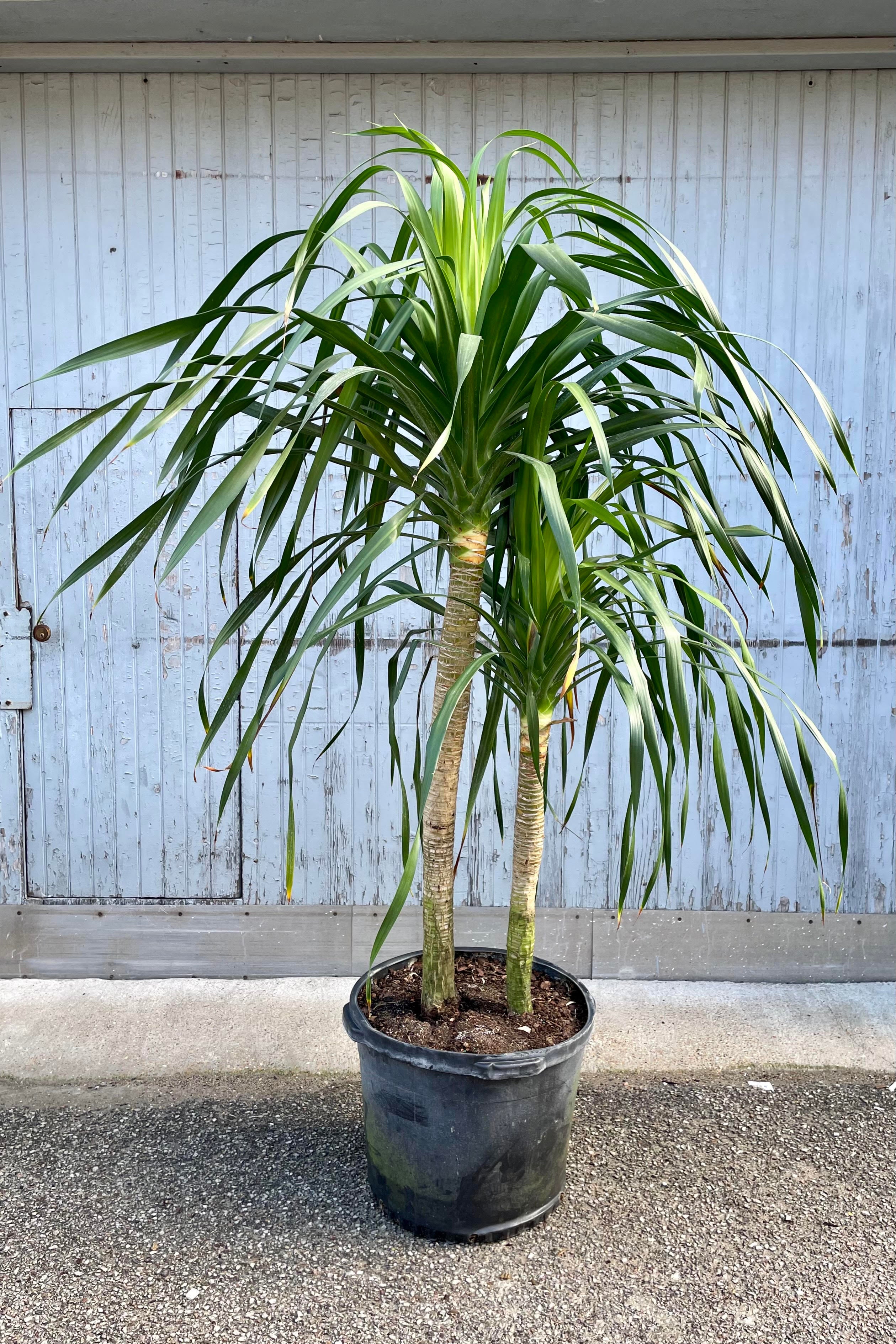 Dracaena Arborea Double 17 - Premium Indoor Plant for Home & Office Decor | Perfect for Living Rooms, Bedrooms, and Workspaces