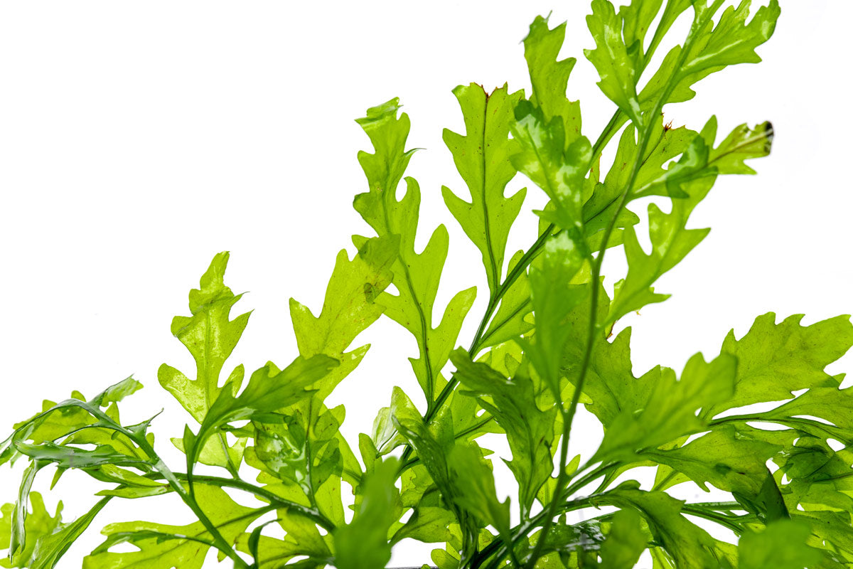 Bolbitis Heudelotii African Water Fern - Live Aquarium Plant for Fish Tanks, Terrariums & Paludariums - Perfect for Low Light Aquascaping & Natural Habitat Decoration